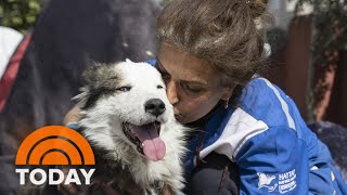 Miracle rescue: Dog found alive 23 days after Turkey earthquake