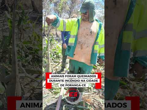 Animais foram queimados durante incêndio florestal na cidade de Poranga-CE