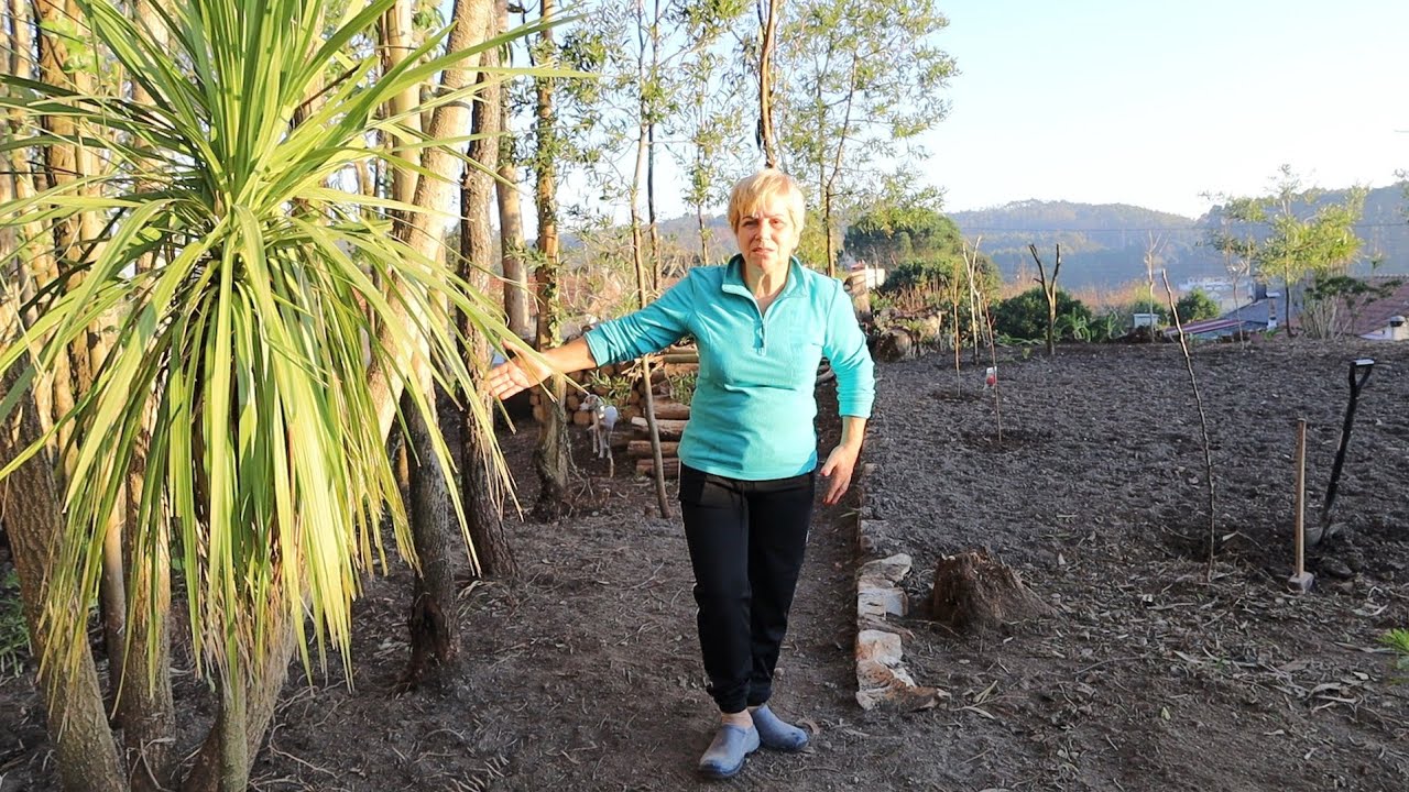 What Changed in Our Land After Starting the Garden