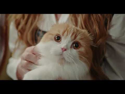 OMG so cute cats | Cute and funny cats | Cute and Funny cats video with happy  background music |