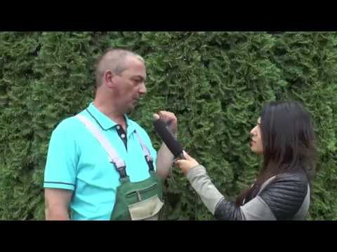 Gärtner Sönke - Folge 29: Thuja Smaragd