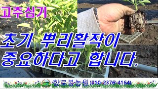 고추 잘 키우는 기본은 고추심을때  뿌리 활착 잘시켜주는 것이 중요하네요