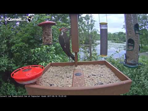 Pileated Woodpecker Interrupts Mourning Dove's Camera Time – June 16, 2017