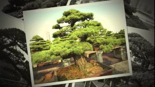 preview picture of video 'collection privée de bonsai en chine wenzhou'