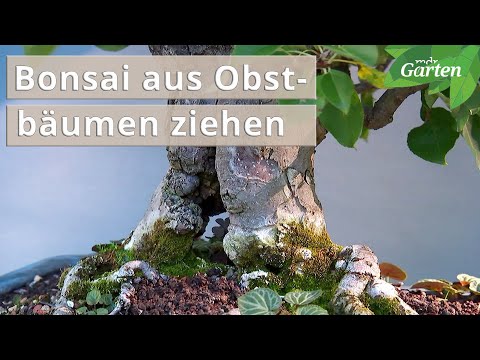 Bonsai aus Apfel, Schlehe und Weißdorn | MDR Garten