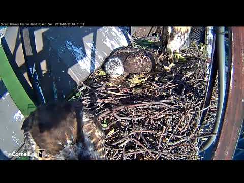 Red-tailed Hawk Nestling Peers Straight Into Cam! | Cornell Hawks – June 7, 2019