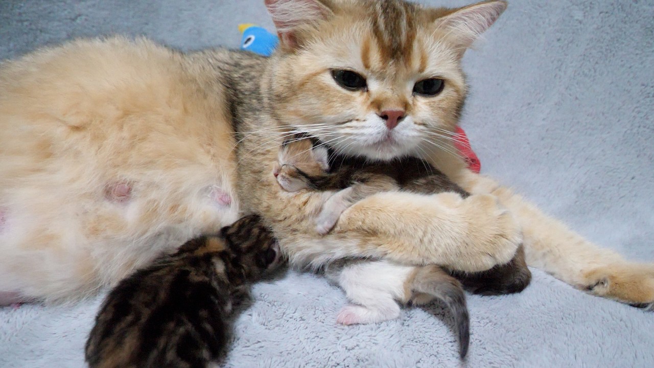 Cute mother cat happily cuddling her baby kitten…