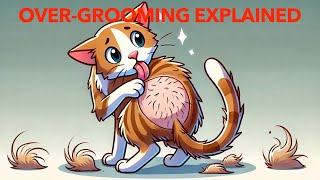 Is Your Cat Licking Too Much Over Grooming Explained!