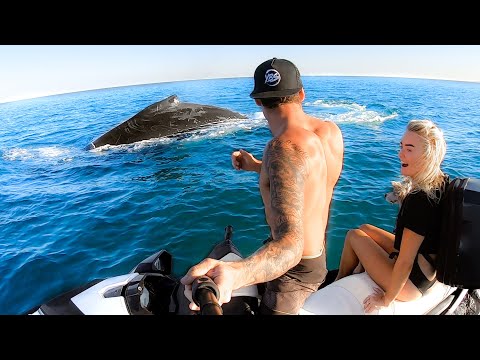 Top 10 Amazing Sea Creatures #TeamSeas