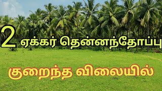 2 ஏக்கர் தென்னந்தோப்பு விற்பனை |  குறைந்த விலையில் |  #landsale #realestate