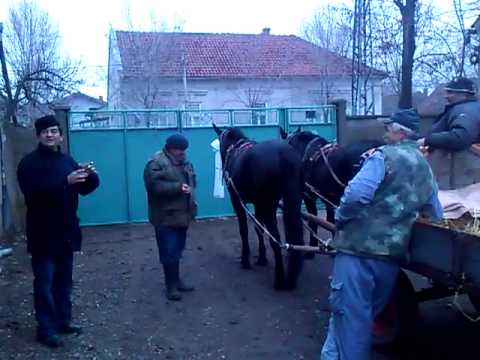 Badnji dan (Evica vs Miodrag)