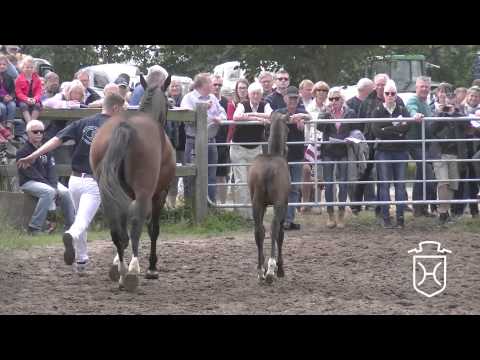 NF061 Hengstfohlen von Clarimo   Caretino   Briscar Apple Geräte HD Höchste Qualität