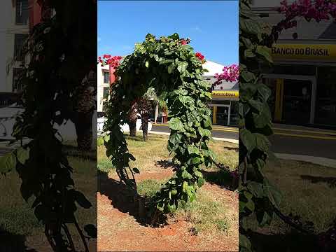 #generalsalgado #interiorpaulista