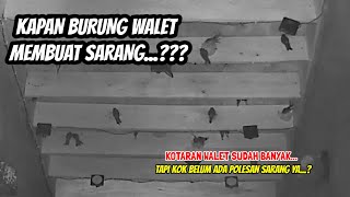 Download lagu HERE ARE 2 REASONS WHICH MAKE SWALLOWS SLOW TO MAKE NESTS || SWIFTBIRDNEST mp3