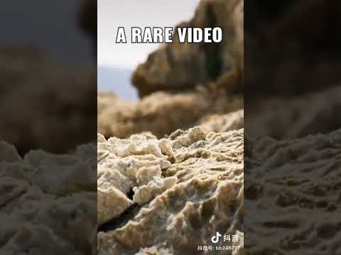 RARE VIDEO , Watch till the End