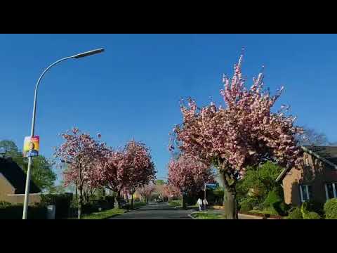 Kirschbäume in Nettetal Leuth im April 2022