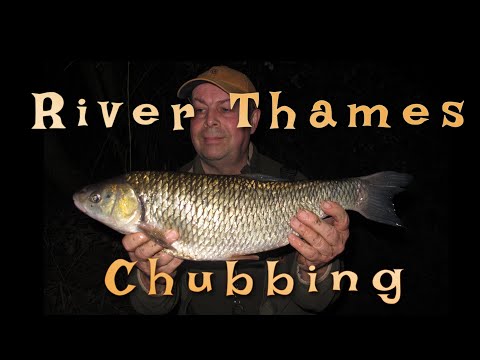 River Thames Chubbing