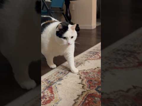 Jasmine Walking Compilation #fatcat