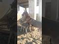 Donkeys Meeting In Public Donkeys Loving Animals Foryou Donkey