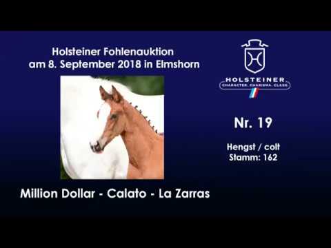 Holsteiner Fohlenauktion | Nr. 19 v. Million Dollar - Calato