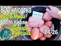 🏆🥔 Сбор урожая 26 сортов картофеля в жарком климате Сарпо Мира Сарпо Кифли Шарвари Пирошка