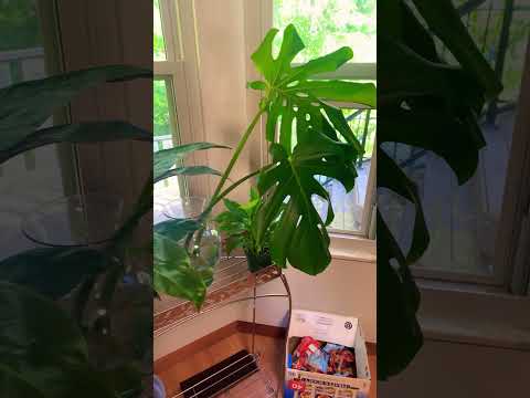 My Indoor Jungle 🥰 #plants #houseplants #houseplant #indoorplants #houseplantshopping #gardening