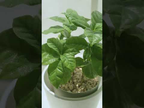 植物に水をやるのに白酢を使用できますか?はい、いいえ  庭園