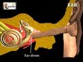 Ear Anatomy | Inside the ear | 3D Human Ear ...