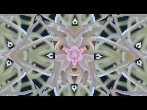 Anna-Marlene Bicking - Forgotten Romance