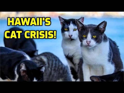 Why Are There LOTS Of Cats In Hawaii?