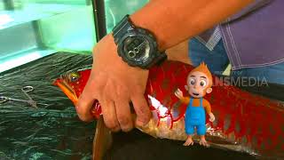 Download lagu SI OTAN | WARNA WARNI AQUARIUM (03/07/18) 1-3 mp3