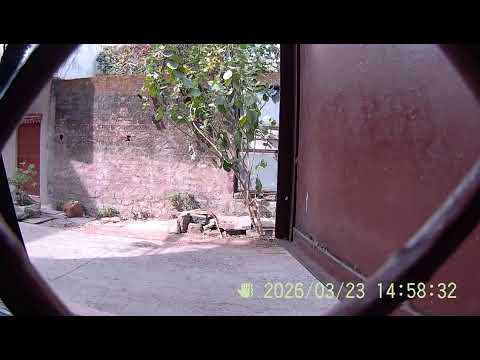 Gau Mata Live #cow #gaumata #sanatandharma 