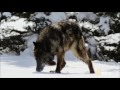 Spirit Animal ~ Wolf ~ Native American Music - Niall