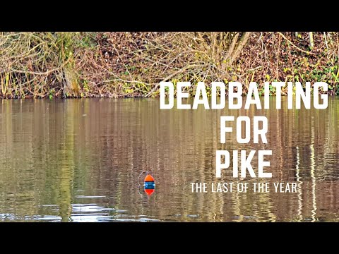 PIKE FISHING WITH DEADBAITS