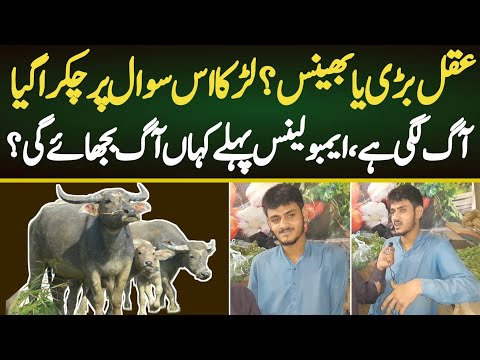 Aqal Bari ya bhains - Larka is swal pr chakra gia || Social Stories