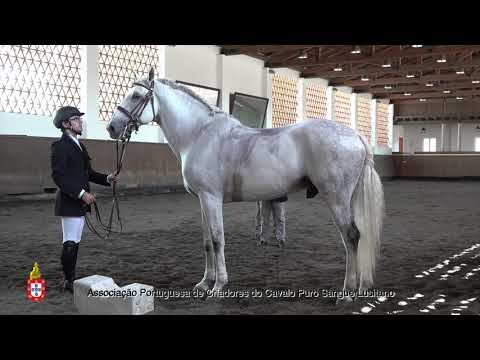 210424 16 Ecológico - Aprovação de Garanhões