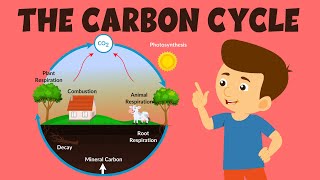 The Carbon Cycle | Carbon Cycle Process | Video for Kids