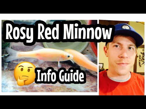 Rosy Red Minnow Care (Feeders?)