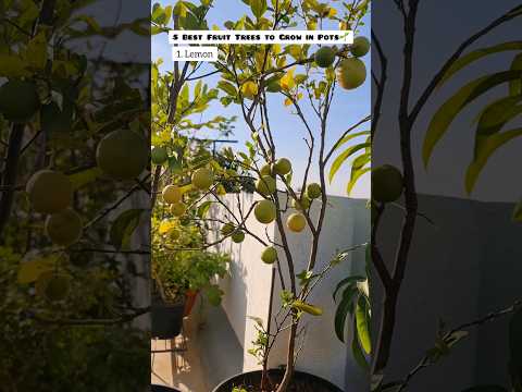 5 Best Fruit Plants to Grow in Pots🌿 #terracegarden #shorts #youtubeshorts