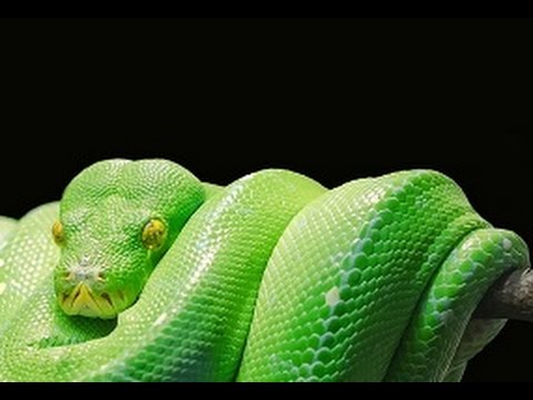 Bibelkurs 03/24: Der Sündenfall und seine Folgen