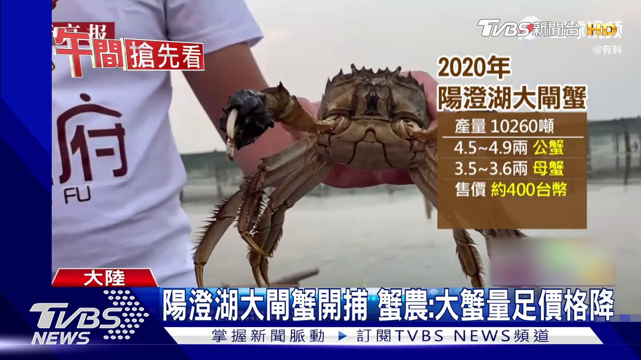 陽澄湖大閘蟹開捕 蟹農:大蟹量足價格降