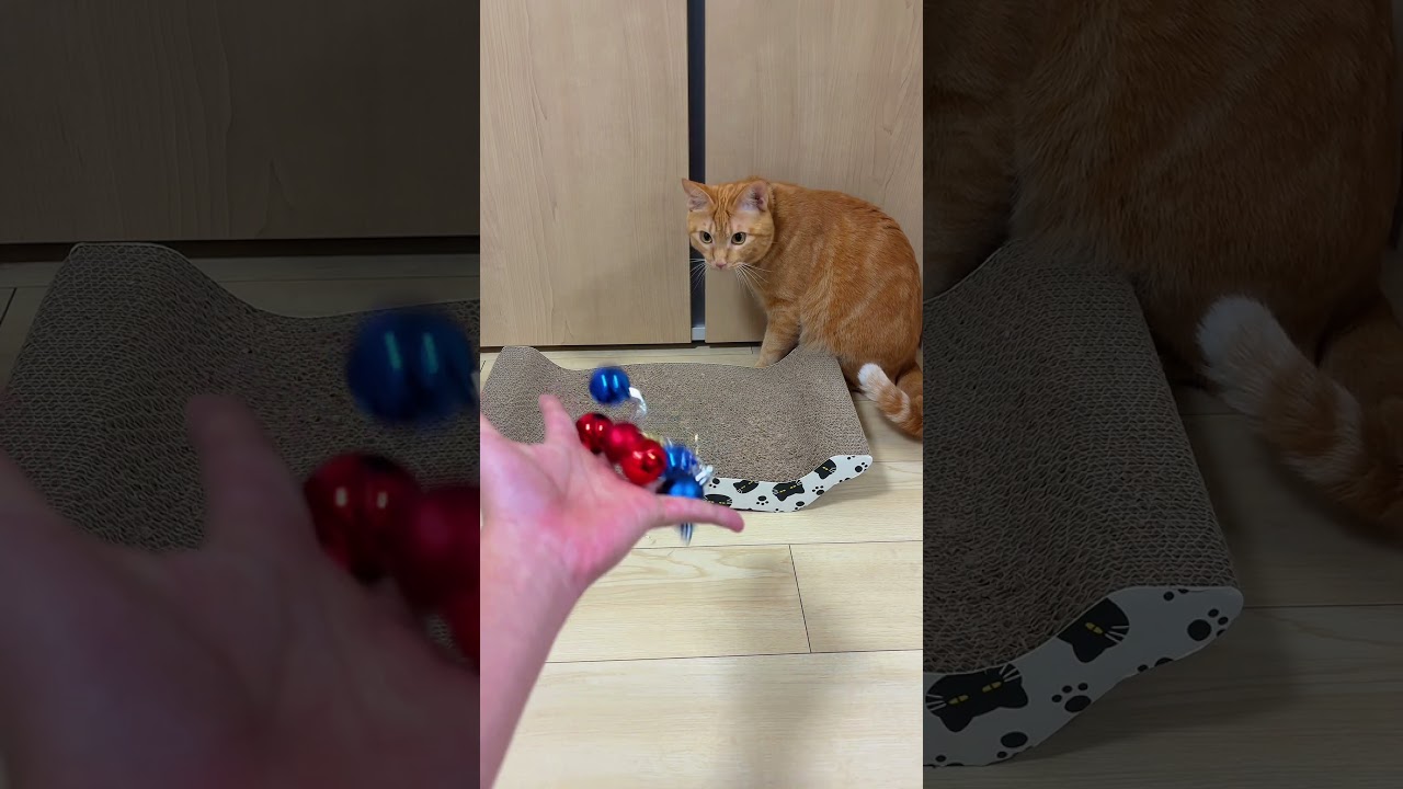 Reverse MAGIC! The Cat Sends Everything Back! 🔄💥😺 #asmr #cat #satisfyling #kitten #relaxing #cute