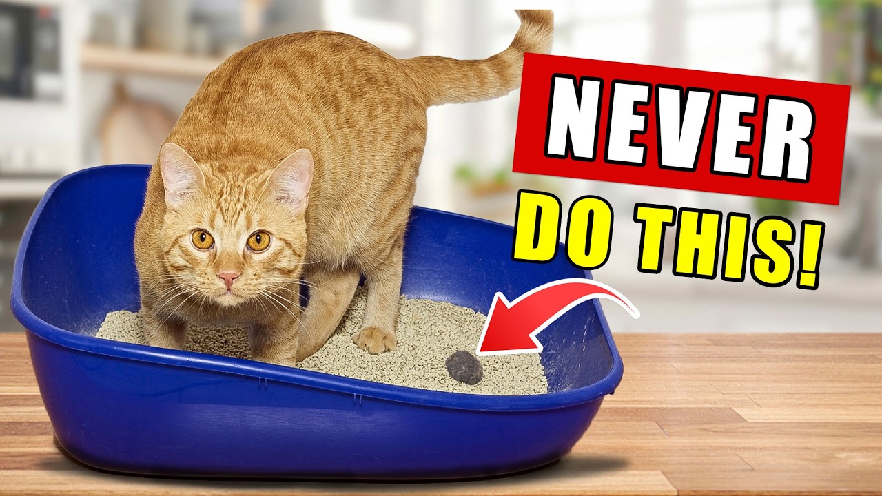 Are You Hurting Your Cat Without Even Knowing It?