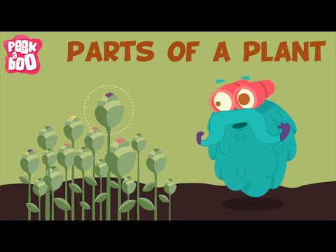 image-Which part of the stem moves water to the rest of plant?