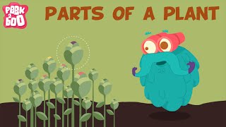 Parts Of A Plant