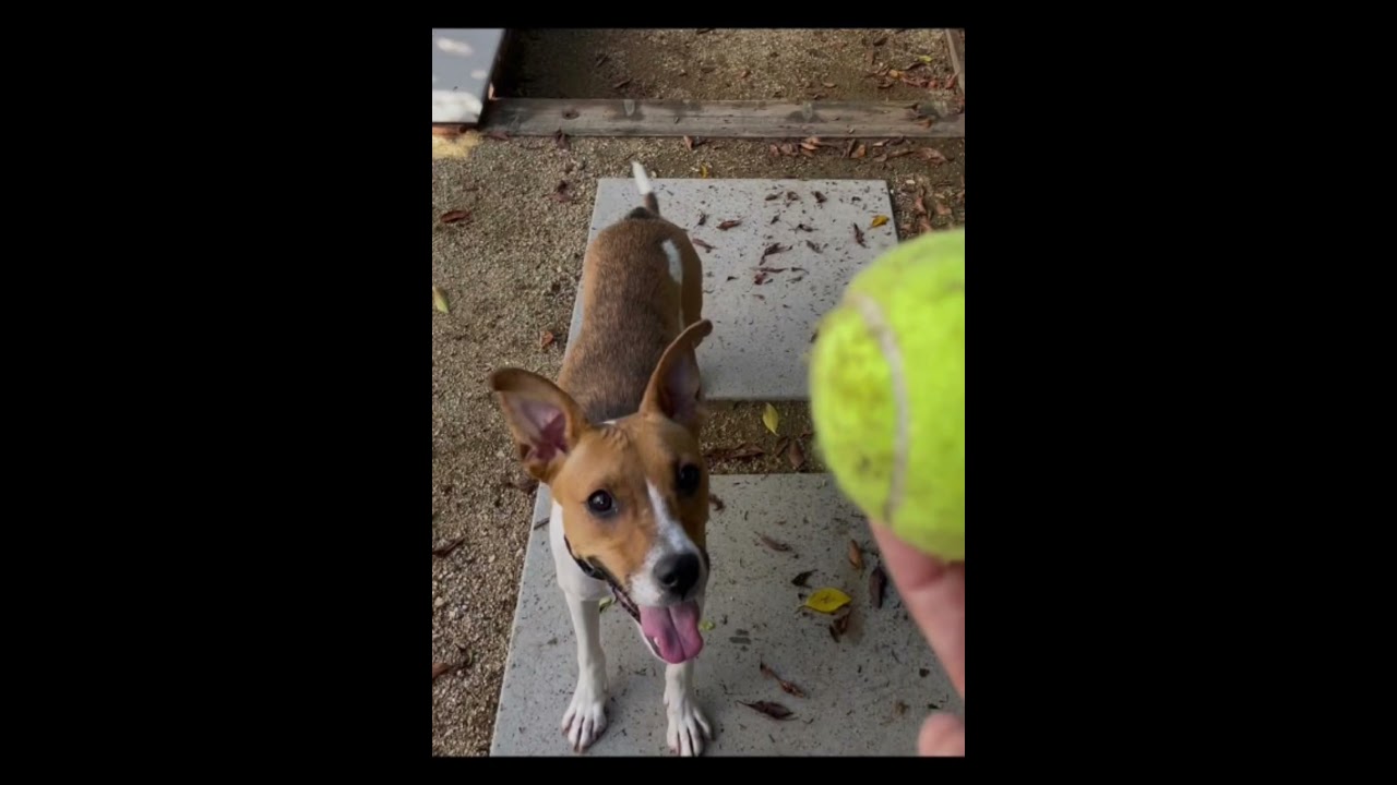 Enlarge Boa - 29 pounds, a Adoptable mixed breed in Burbank, CA video 6/6