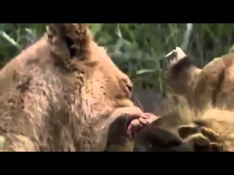 Documentary of Lions   Killing Machines    Hungry Lions   NatGeo