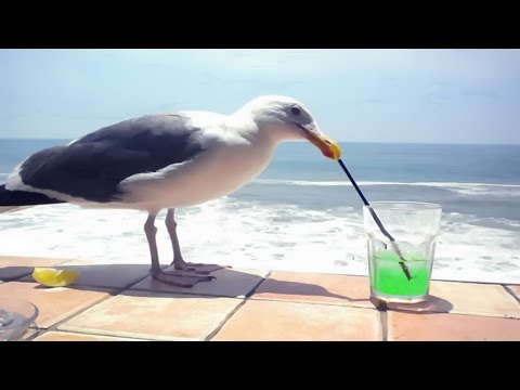 Look it's a bird theft!