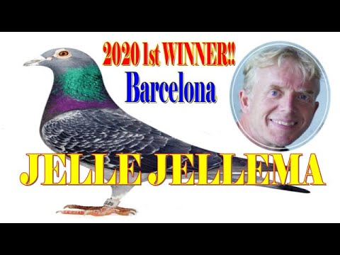 JELLE JELLEMA 2020 1st place NATIONAL BARCELONA winner #pigeonfancier#racingpigeon#pigeonracing