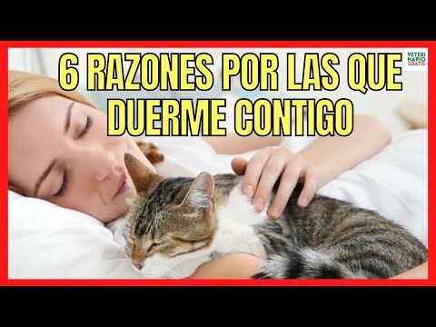 WHY MY CAT SLEEPS WITH ME IN MY BED 🐱 6 REASONS THAT WILL SURPRISE YOU